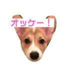 よっぴんちのレオン君（個別スタンプ：1）