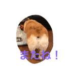 よっぴんちのレオン君（個別スタンプ：3）