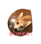 よっぴんちのレオン君（個別スタンプ：10）