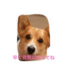 よっぴんちのレオン君（個別スタンプ：15）