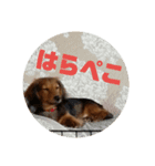 ライト1（個別スタンプ：12）