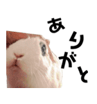 【実写】使いやすくて可愛いうさぎ（個別スタンプ：3）