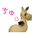 【実写】使いやすくて可愛いうさぎ（個別スタンプ：5）