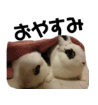 【実写】使いやすくて可愛いうさぎ（個別スタンプ：7）