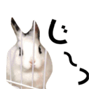 【実写】使いやすくて可愛いうさぎ（個別スタンプ：14）