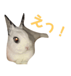 【実写】使いやすくて可愛いうさぎ（個別スタンプ：17）
