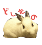 【実写】使いやすくて可愛いうさぎ（個別スタンプ：18）