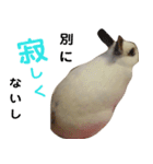 【実写】使いやすくて可愛いうさぎ（個別スタンプ：23）