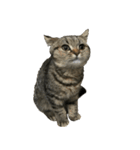 ミヌエットのショコラの子猫写真スタンプ5（個別スタンプ：6）
