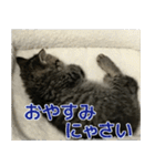 ミヌエットのショコラの子猫写真スタンプ5（個別スタンプ：18）
