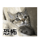 ミヌエットのショコラの子猫写真スタンプ5（個別スタンプ：19）