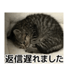ミヌエットのショコラの子猫写真スタンプ5（個別スタンプ：22）
