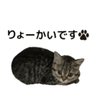 ミヌエットのショコラの子猫写真スタンプ5（個別スタンプ：25）
