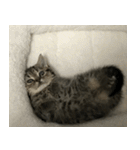 ミヌエットのショコラの子猫写真スタンプ5（個別スタンプ：30）