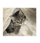 ミヌエットのショコラの子猫写真スタンプ5（個別スタンプ：31）