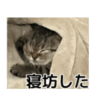 ミヌエットのショコラの子猫写真スタンプ5（個別スタンプ：33）