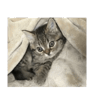 ミヌエットのショコラの子猫写真スタンプ5（個別スタンプ：36）