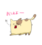 しかくねこ（個別スタンプ：9）