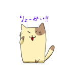 しかくねこ（個別スタンプ：10）