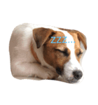 愛犬こむぎ（個別スタンプ：1）