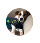 愛犬こむぎ（個別スタンプ：2）