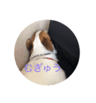 愛犬こむぎ（個別スタンプ：3）