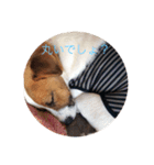愛犬こむぎ（個別スタンプ：4）
