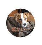 愛犬こむぎ（個別スタンプ：5）