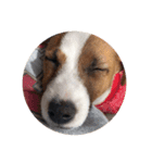 愛犬こむぎ（個別スタンプ：6）