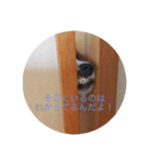 愛犬こむぎ（個別スタンプ：7）