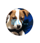 愛犬こむぎ（個別スタンプ：8）