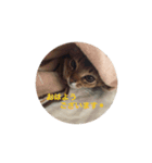 猫写真スタンプ(ルル)（個別スタンプ：1）