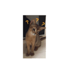 猫写真スタンプ(ルル)（個別スタンプ：4）