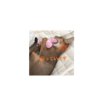 猫写真スタンプ(ルル)（個別スタンプ：5）