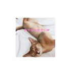 猫写真スタンプ(ルル)（個別スタンプ：6）