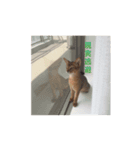 猫写真スタンプ(ルル)（個別スタンプ：7）