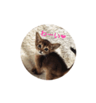 猫写真スタンプ(ルル)（個別スタンプ：8）