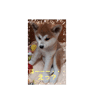 秋田犬第二だん（個別スタンプ：3）