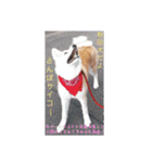 秋田犬第二だん（個別スタンプ：10）