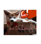 秋田犬第二だん（個別スタンプ：11）