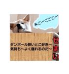 秋田犬第二だん（個別スタンプ：14）