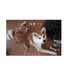 秋田犬第二だん（個別スタンプ：19）