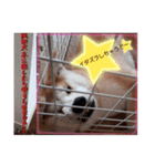 秋田犬第二だん（個別スタンプ：23）