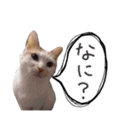 三浦のスタンプ（個別スタンプ：1）