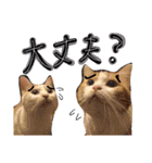三浦のスタンプ（個別スタンプ：14）