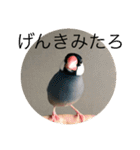 きみたろ文鳥（個別スタンプ：2）