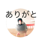 きみたろ文鳥（個別スタンプ：3）