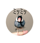 きみたろ文鳥（個別スタンプ：5）