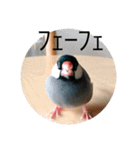 きみたろ文鳥（個別スタンプ：6）