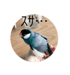 きみたろ文鳥（個別スタンプ：7）